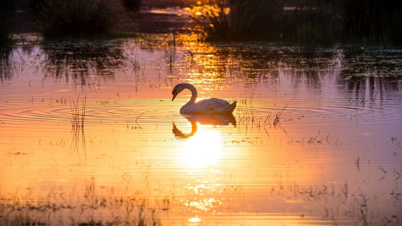 Обои свет, солнце, отражение, водоем, лебедь, грация, light, the sun, reflection, pond, swan, grace разрешение 1920x1200 Загрузить