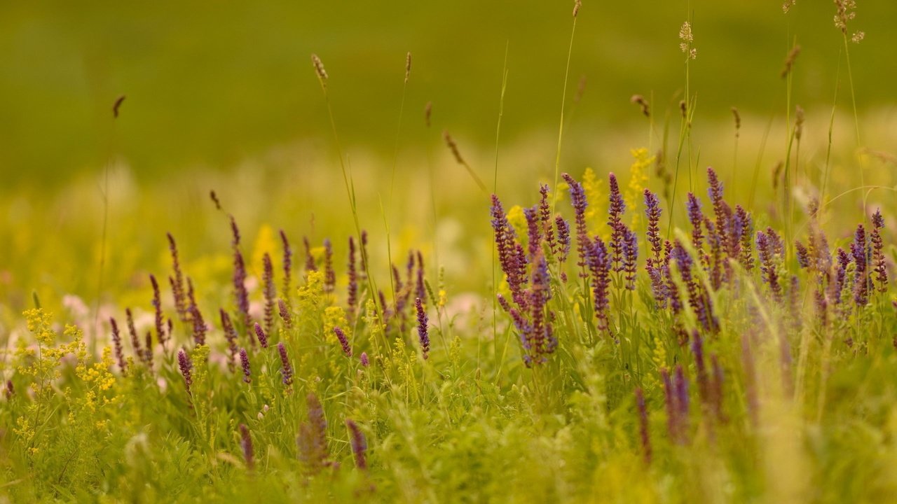 Обои свет, цветы, трава, природа, поле, лето, light, flowers, grass, nature, field, summer разрешение 2560x1600 Загрузить