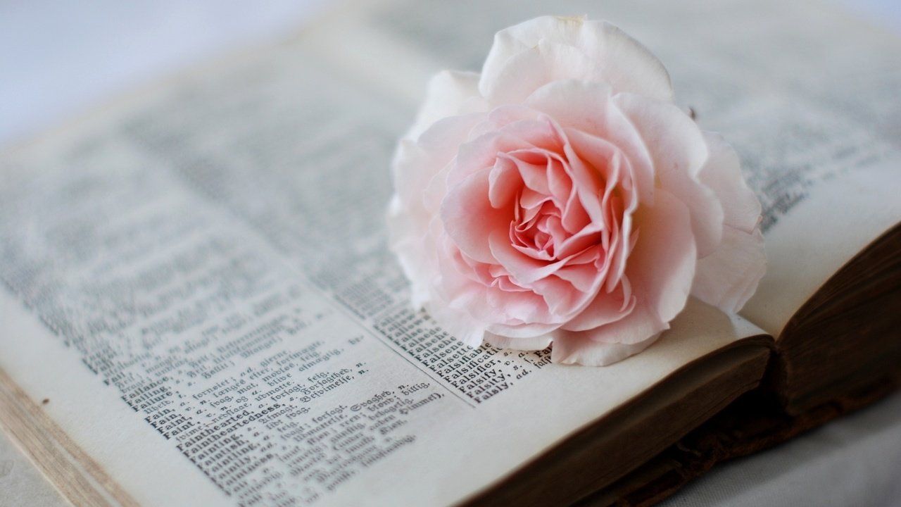 Обои цветок, роза, розовая, книга, страницы, словарь, flower, rose, pink, book, page, dictionary разрешение 1920x1200 Загрузить