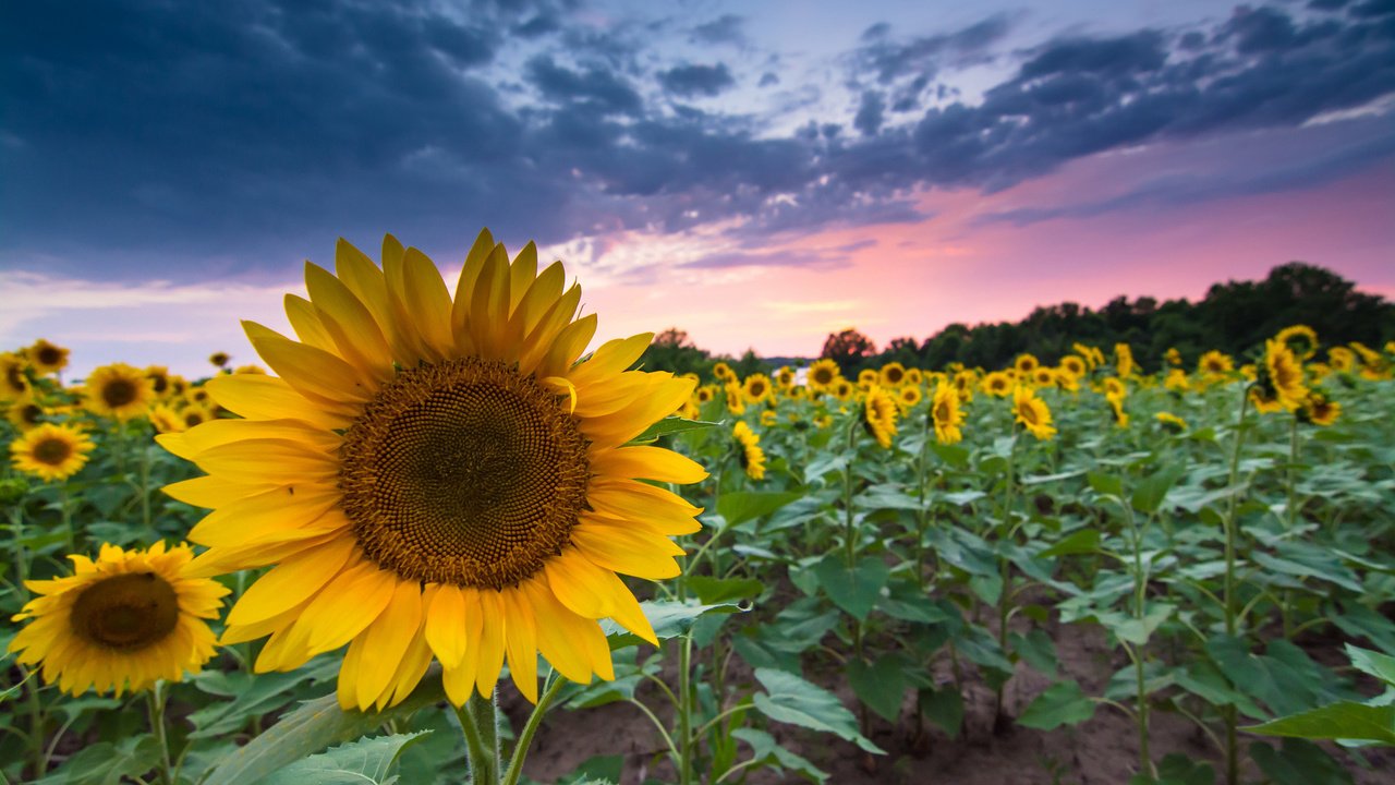 Обои вечер, закат, поле, лето, подсолнухи, the evening, sunset, field, summer, sunflowers разрешение 1920x1200 Загрузить