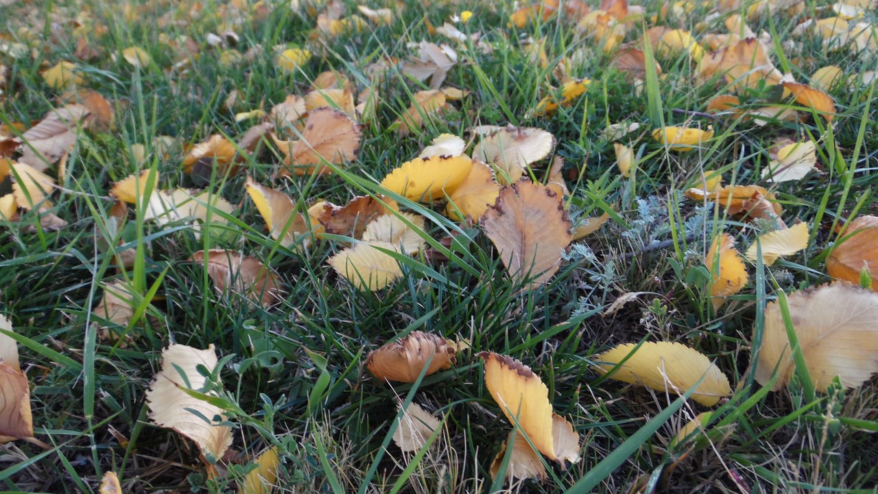 Обои трава, листья, осенний день, grass, leaves, autumn day разрешение 2560x1600 Загрузить