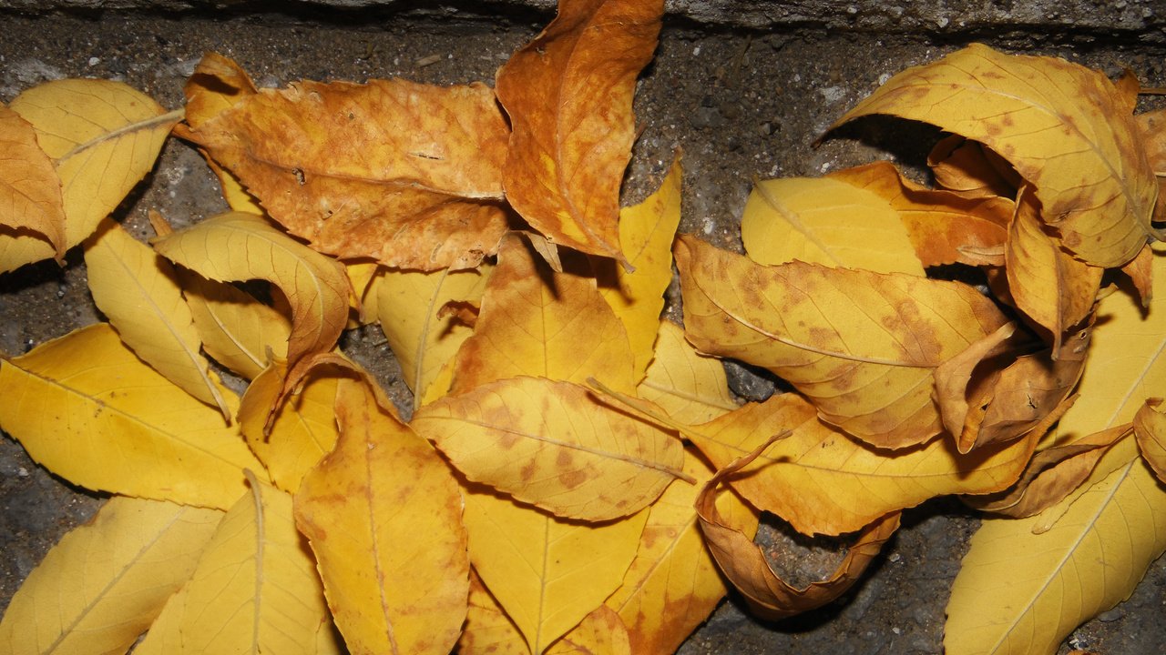 Обои листья, осень, асфальт, leaves, autumn, asphalt разрешение 2560x1600 Загрузить