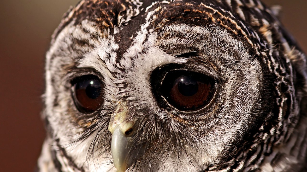 Обои глаза, сова, птица, грустный взгляд, совушка, неясыть, eyes, owl, bird, a sad look, sovushka разрешение 1920x1200 Загрузить