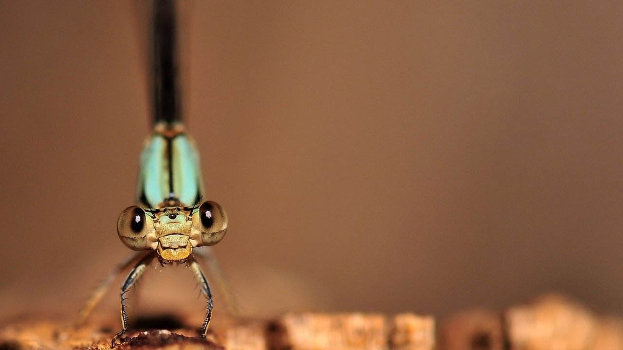 Обои макро изображение стрекозы, macro image of a dragonfly разрешение 1932x1208 Загрузить