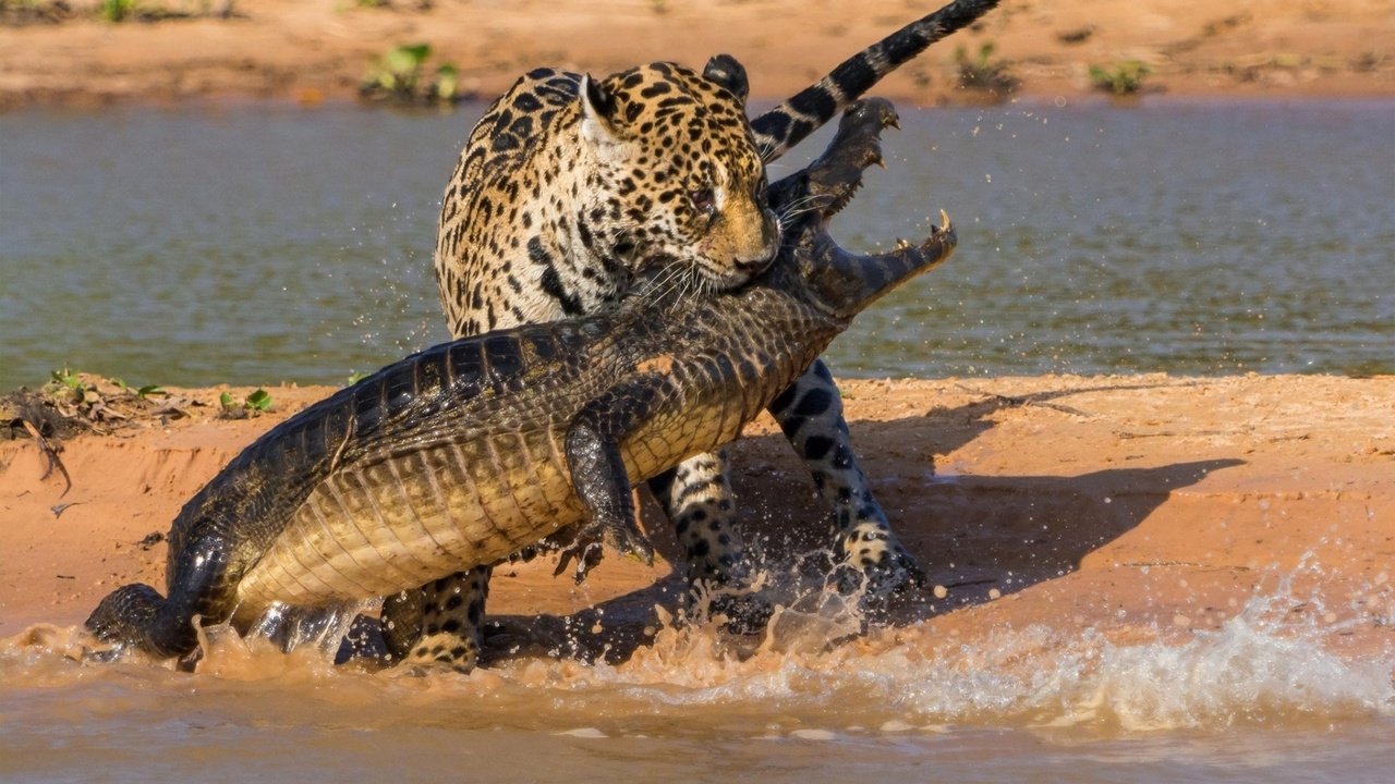 Обои удивительный кадр боя леопарда с крокодилом, amazing shot of the leopard fighting a crocodile разрешение 1920x1200 Загрузить