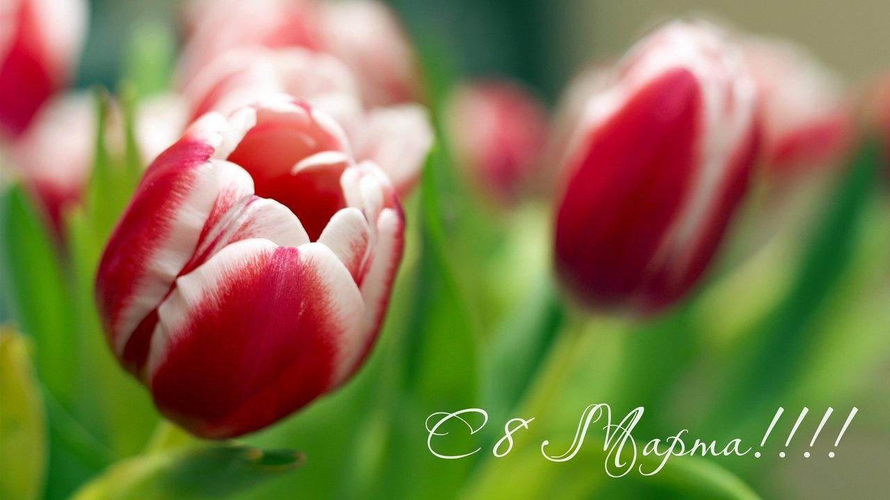 Обои с 8 марта!!! тюльпаны на 8 марта, международный женский день, with march 8! tulips on march 8, international women's day разрешение 1920x1080 Загрузить