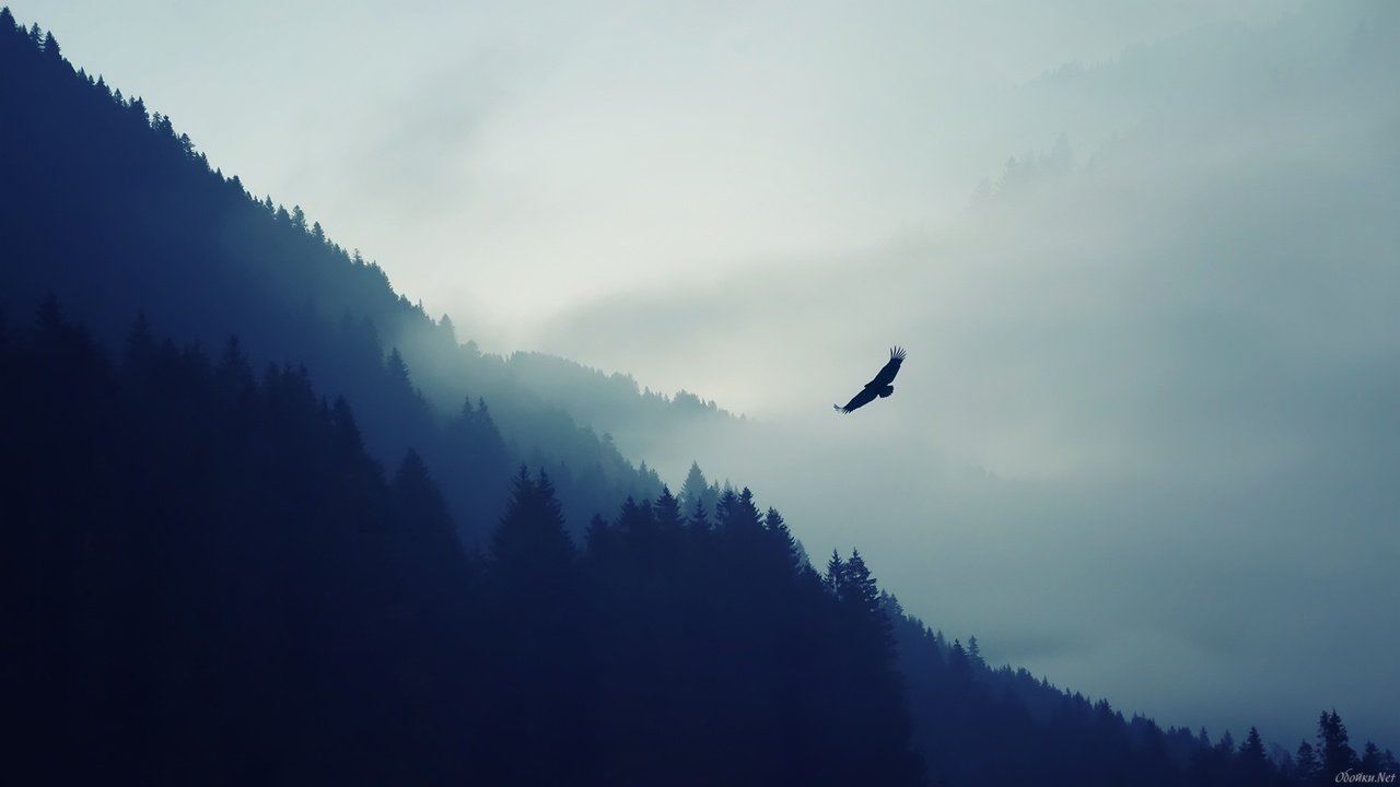 Обои горы, природа, лес, туман, орел, птица, дымка, хищная птица, mountains, nature, forest, fog, eagle, bird, haze, bird of prey разрешение 1920x1080 Загрузить