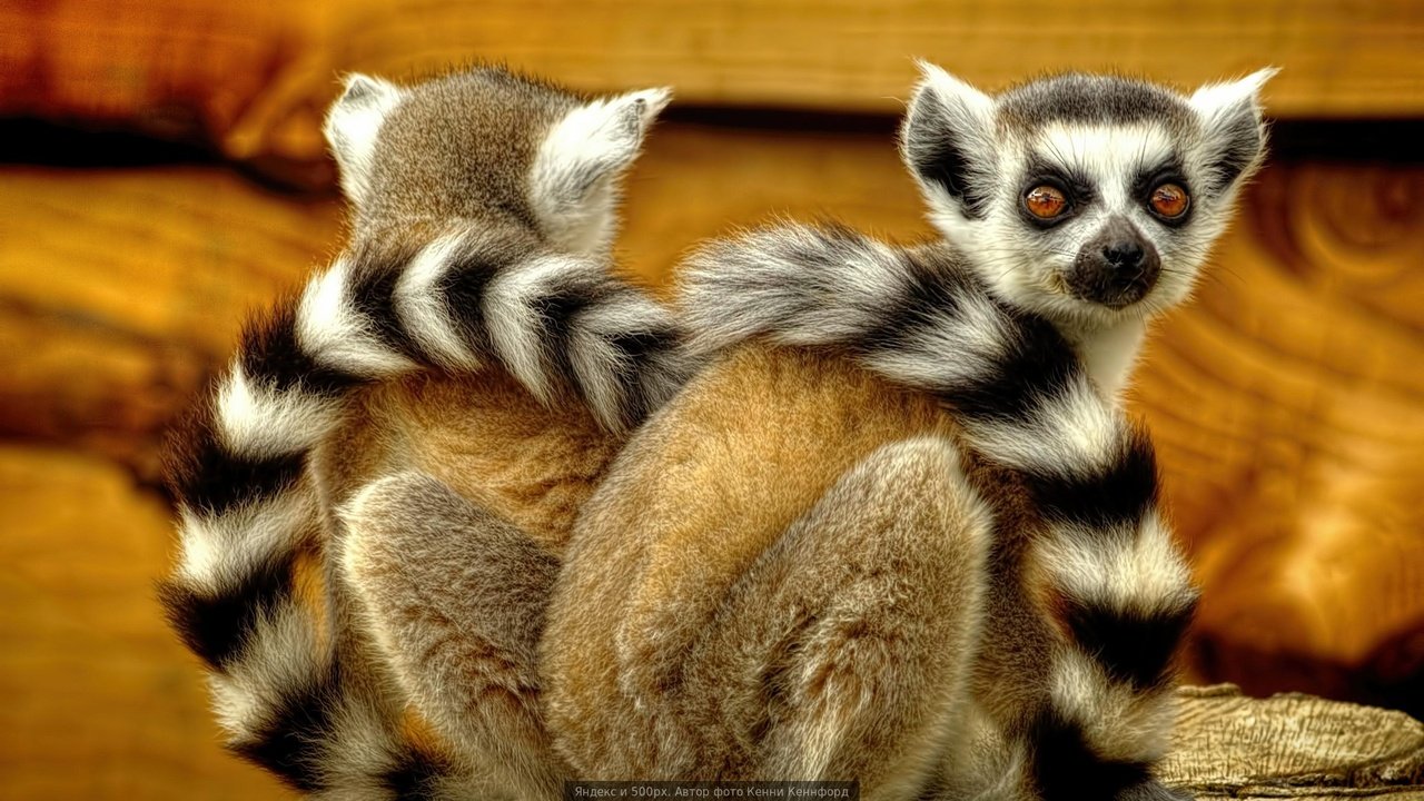 Обои лемуры, лемур, спина к спине, кошачий лемур, катта, lemurs, lemur, back to back, a ring-tailed lemur, katta разрешение 1920x1080 Загрузить