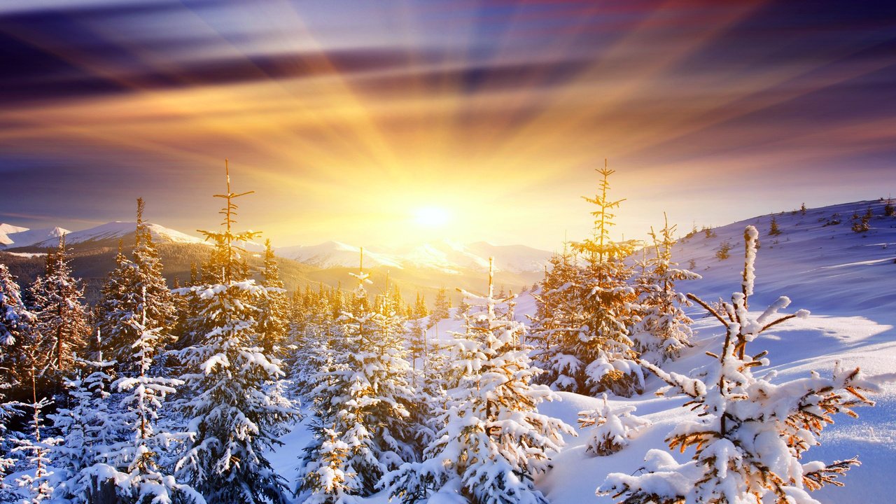 Обои восход, солнце, снег, лес, зима, sunrise, the sun, snow, forest, winter разрешение 2560x1600 Загрузить