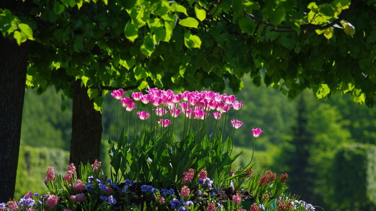 Обои цветы, деревья, зелень, парк, листва, весна, тюльпаны, клумба, flowers, trees, greens, park, foliage, spring, tulips, flowerbed разрешение 1920x1200 Загрузить