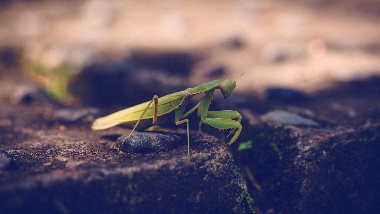 Обои зелёный, насекомое, богомол, лапки, green, insect, mantis, legs разрешение 1920x1200 Загрузить