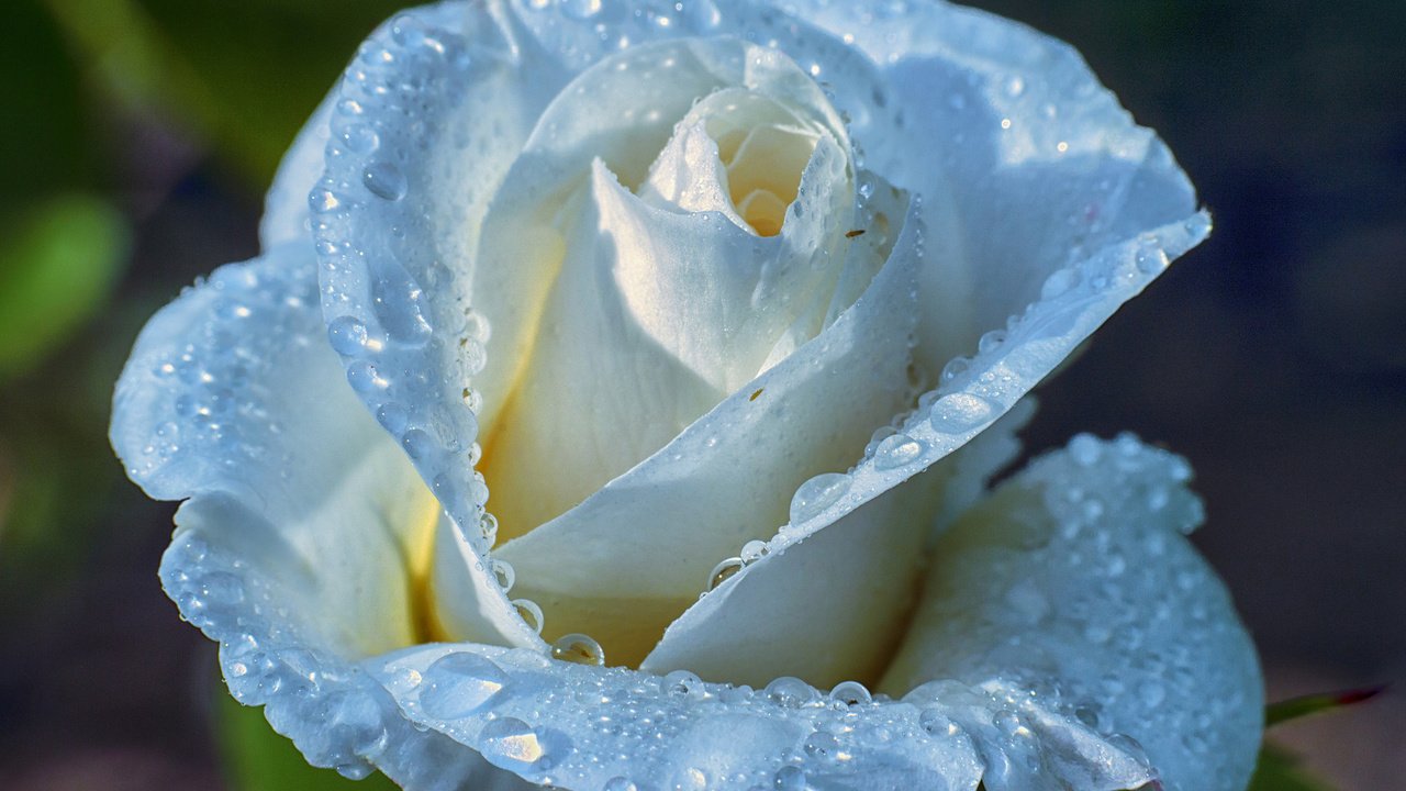 Обои роса, капли, роза, белая, rosa, drops, rose, white разрешение 1920x1200 Загрузить