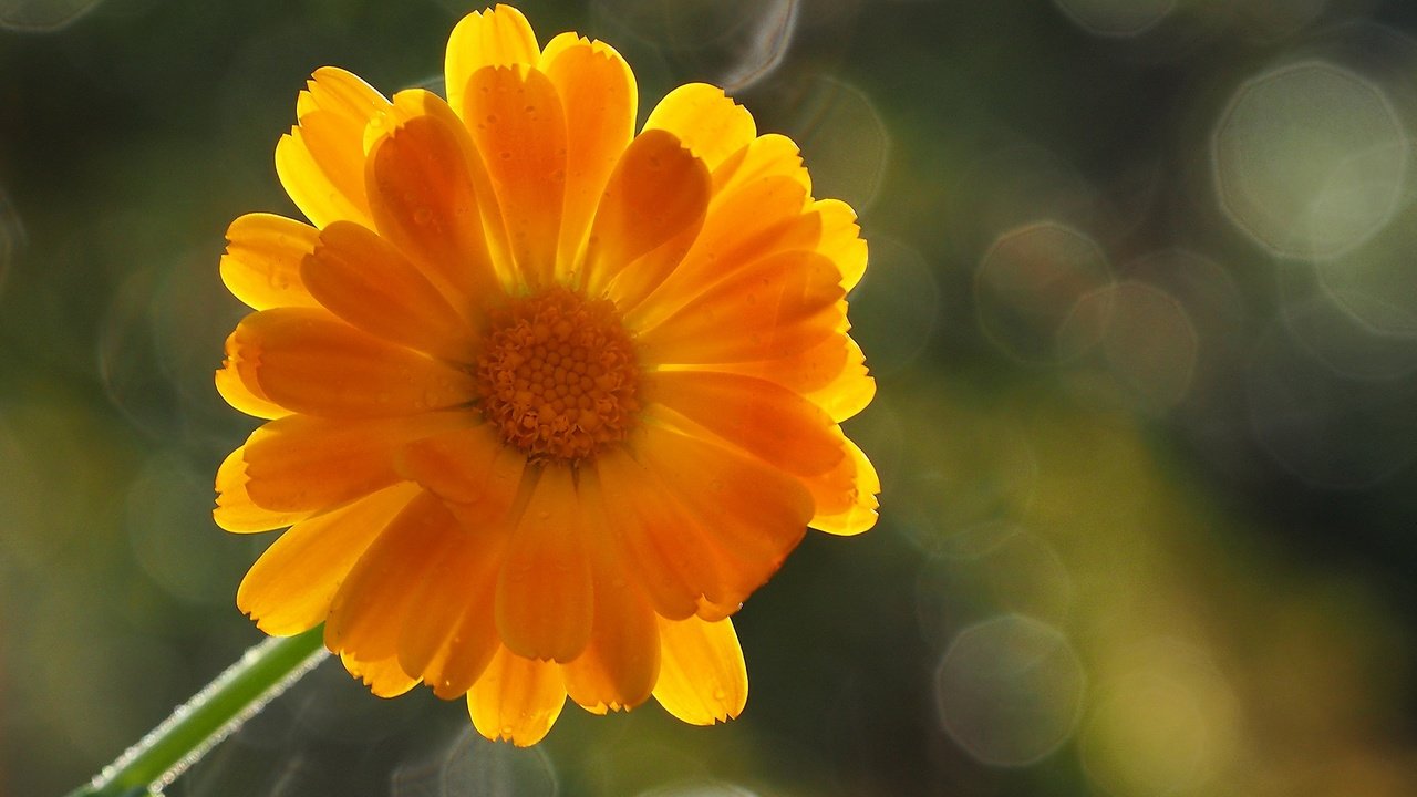 Обои фон, цветок, лепестки, оранжевый, боке, календула, background, flower, petals, orange, bokeh, calendula разрешение 1920x1200 Загрузить