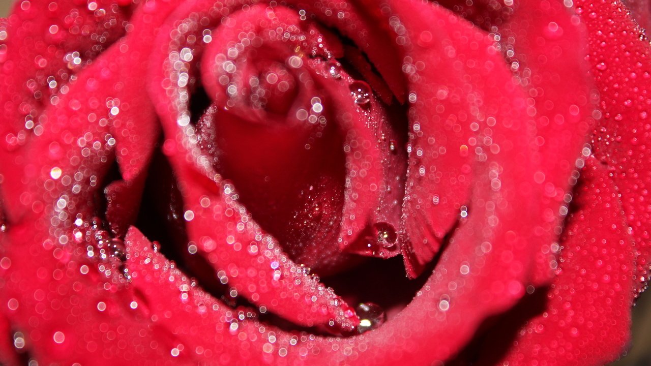 Обои макро, цветок, роса, капли, роза, красная, macro, flower, rosa, drops, rose, red разрешение 5184x3456 Загрузить