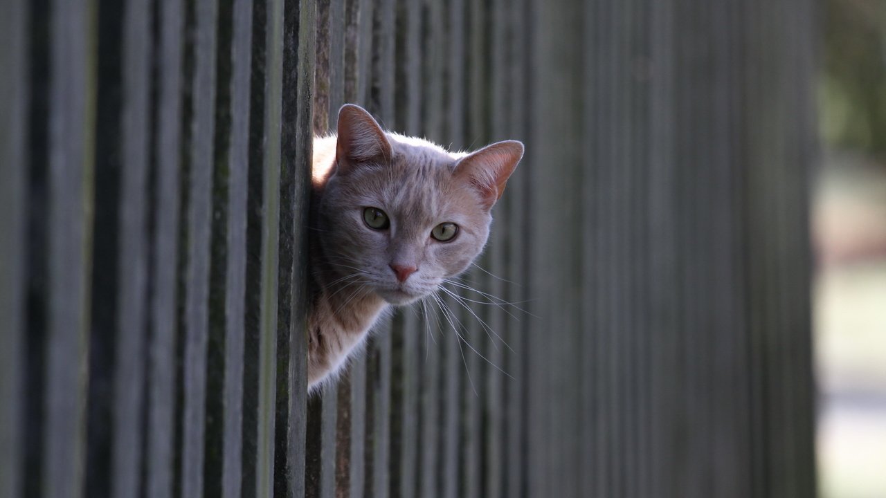 Обои кот, кошка, взгляд, забор, рыжий, cat, look, the fence, red разрешение 2560x1600 Загрузить