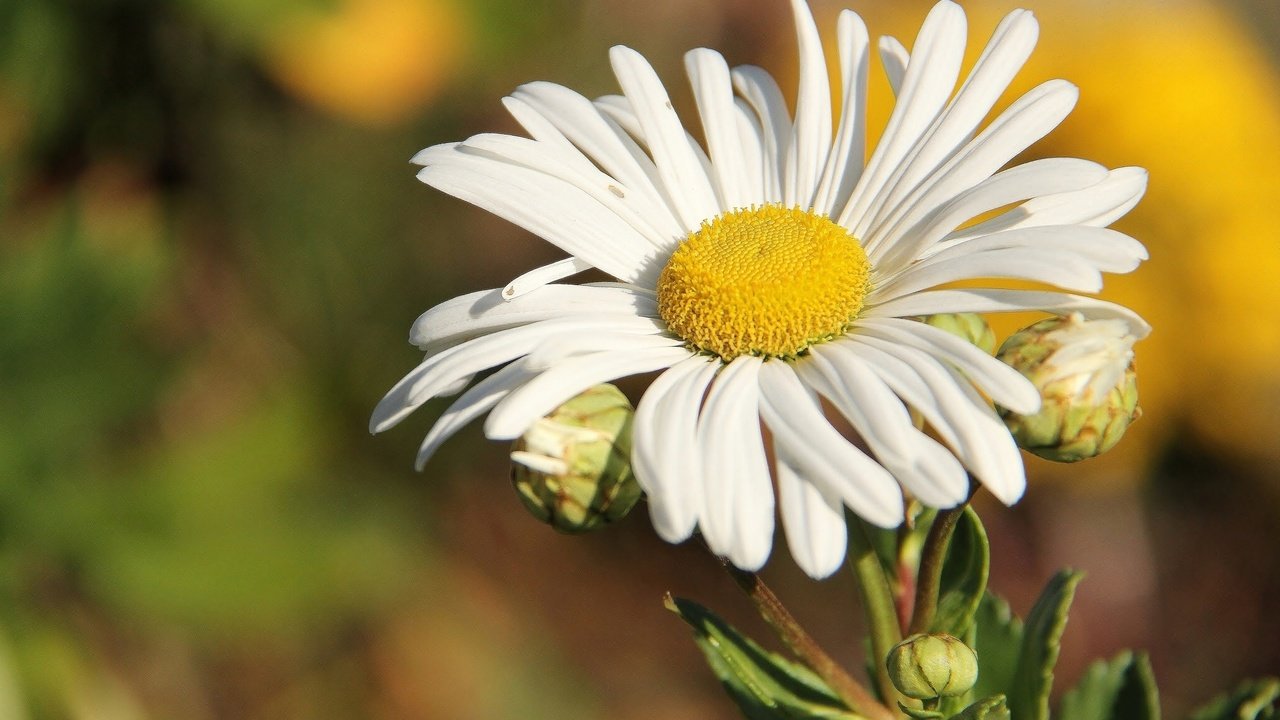 Обои природа, макро, цветок, ромашка, nature, macro, flower, daisy разрешение 2048x1365 Загрузить