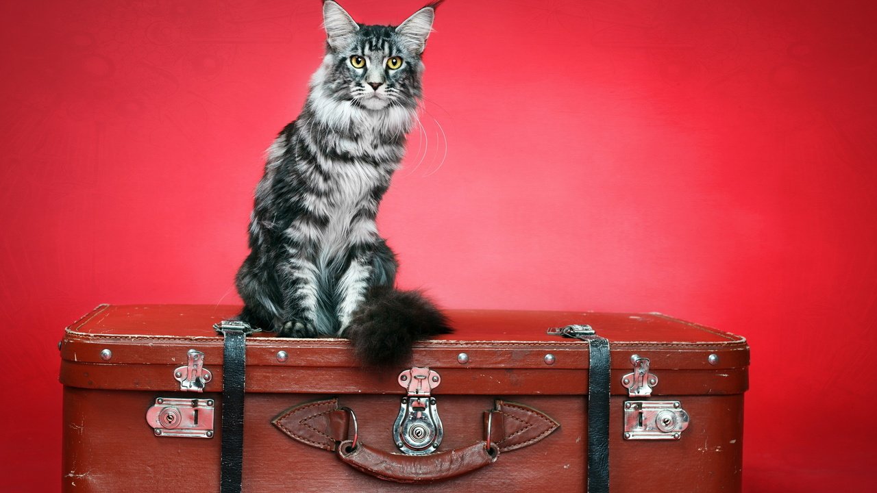 Обои фон, кот, кошка, чемодан, background, cat, suitcase разрешение 2560x1600 Загрузить