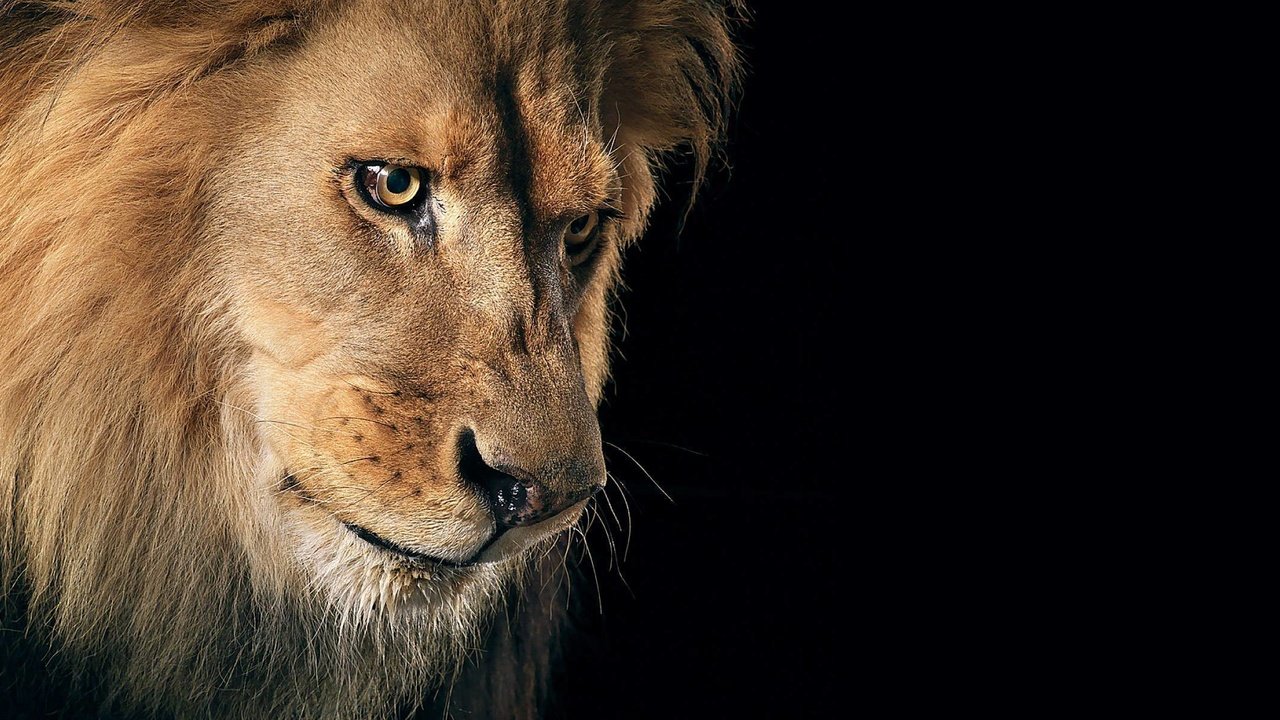 Обои взгляд, хищник, черный фон, царь, лев, зверь, грива, look, predator, black background, king, leo, beast, mane разрешение 2400x1200 Загрузить