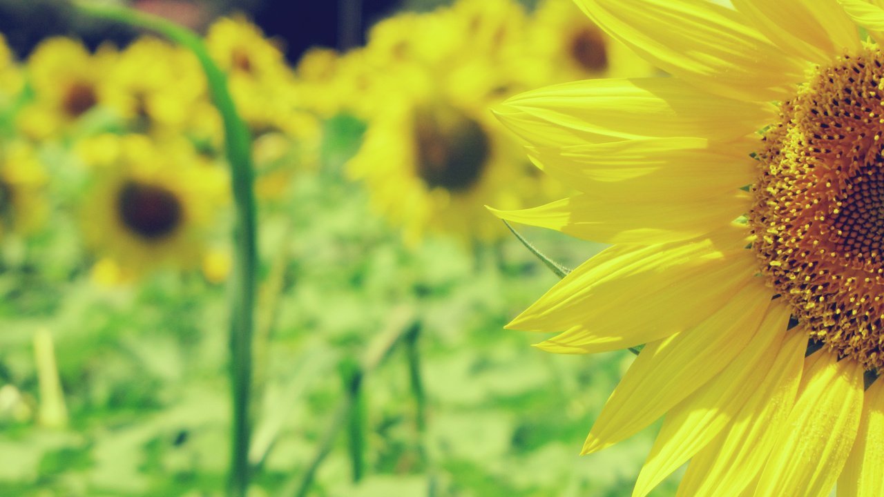 Обои природа, поле, подсолнухи, желтые, nature, field, sunflowers, yellow разрешение 2816x2112 Загрузить