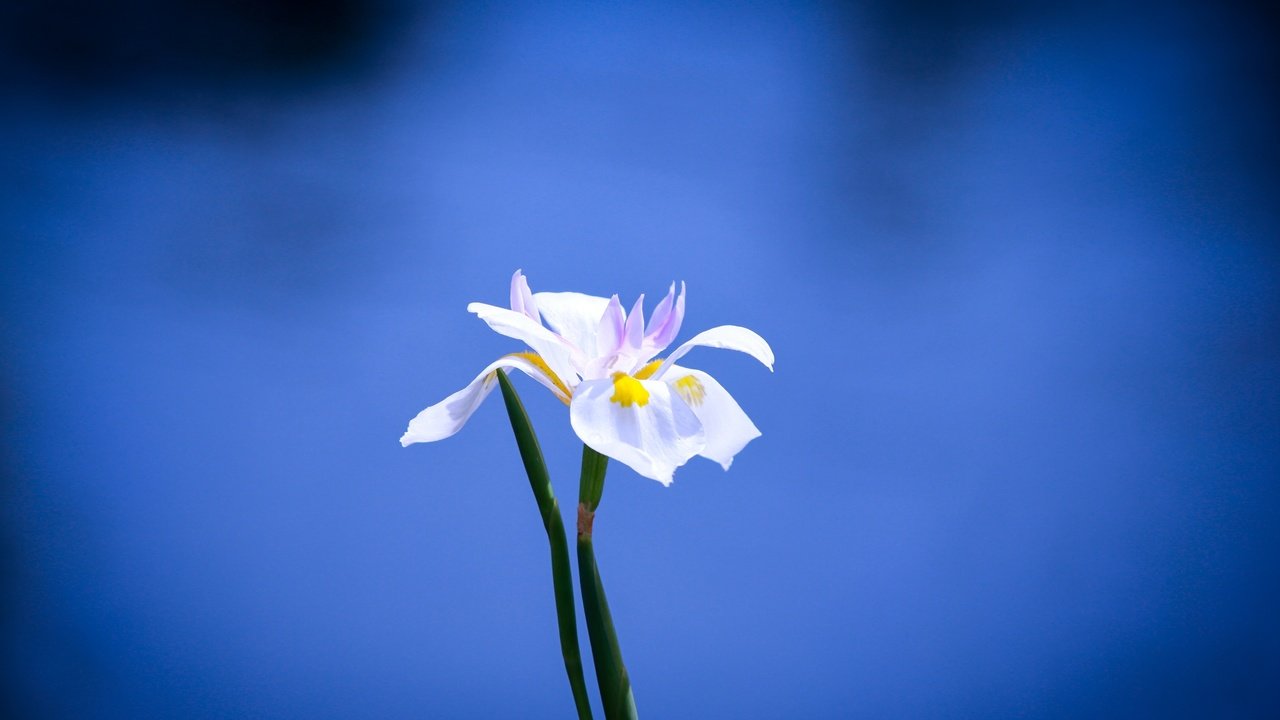 Обои фон, синий, цветок, белый, background, blue, flower, white разрешение 5184x3237 Загрузить