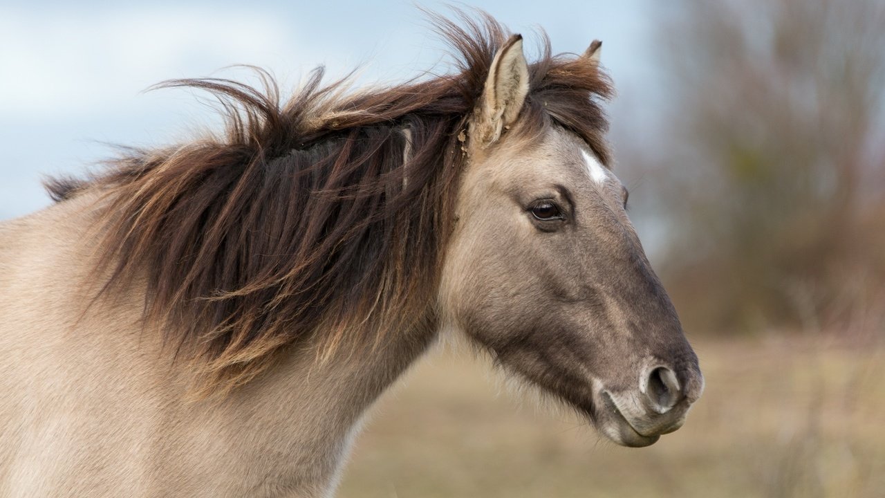 Обои морда, лошадь, профиль, ветер, конь, грива, face, horse, profile, the wind, mane разрешение 2048x1365 Загрузить