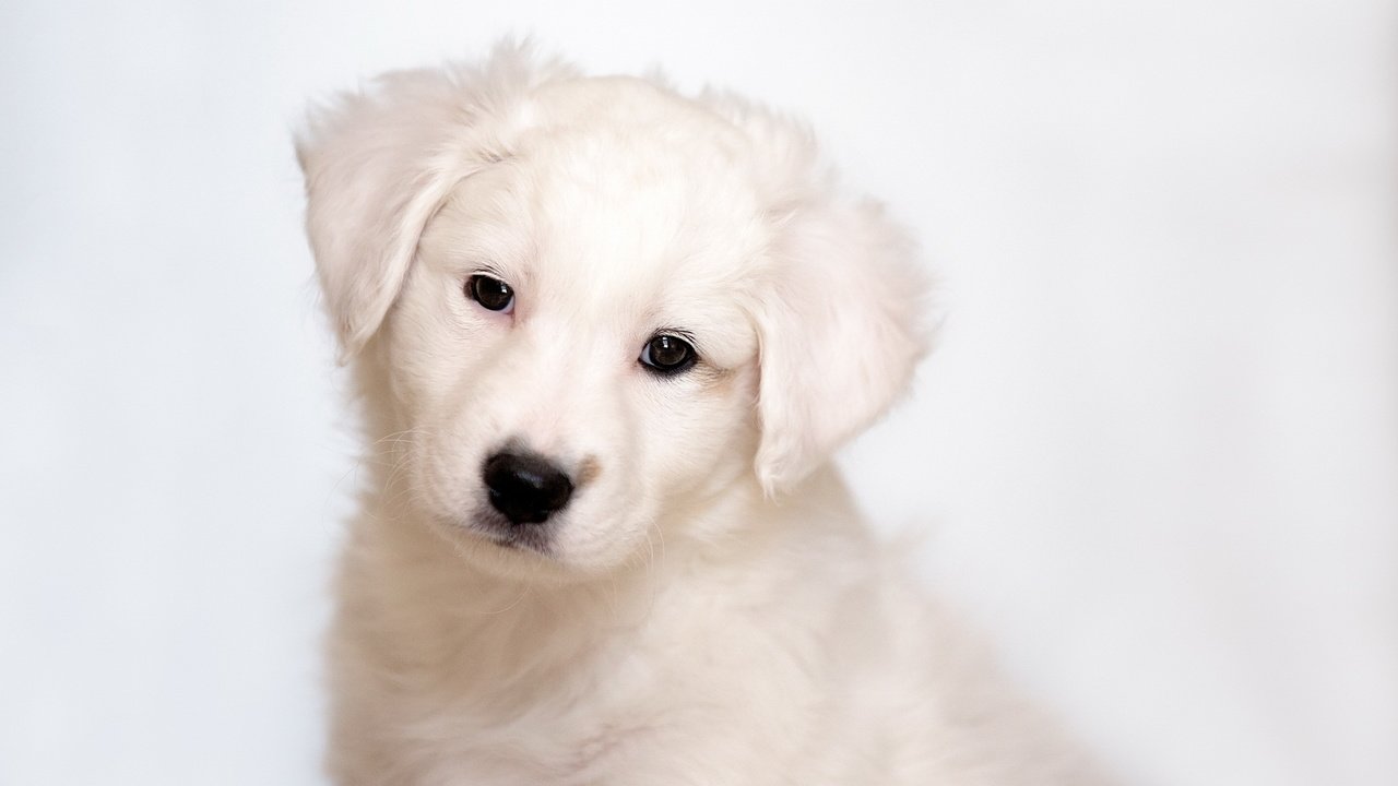 Обои белый, собака, щенок, white, dog, puppy разрешение 1920x1200 Загрузить