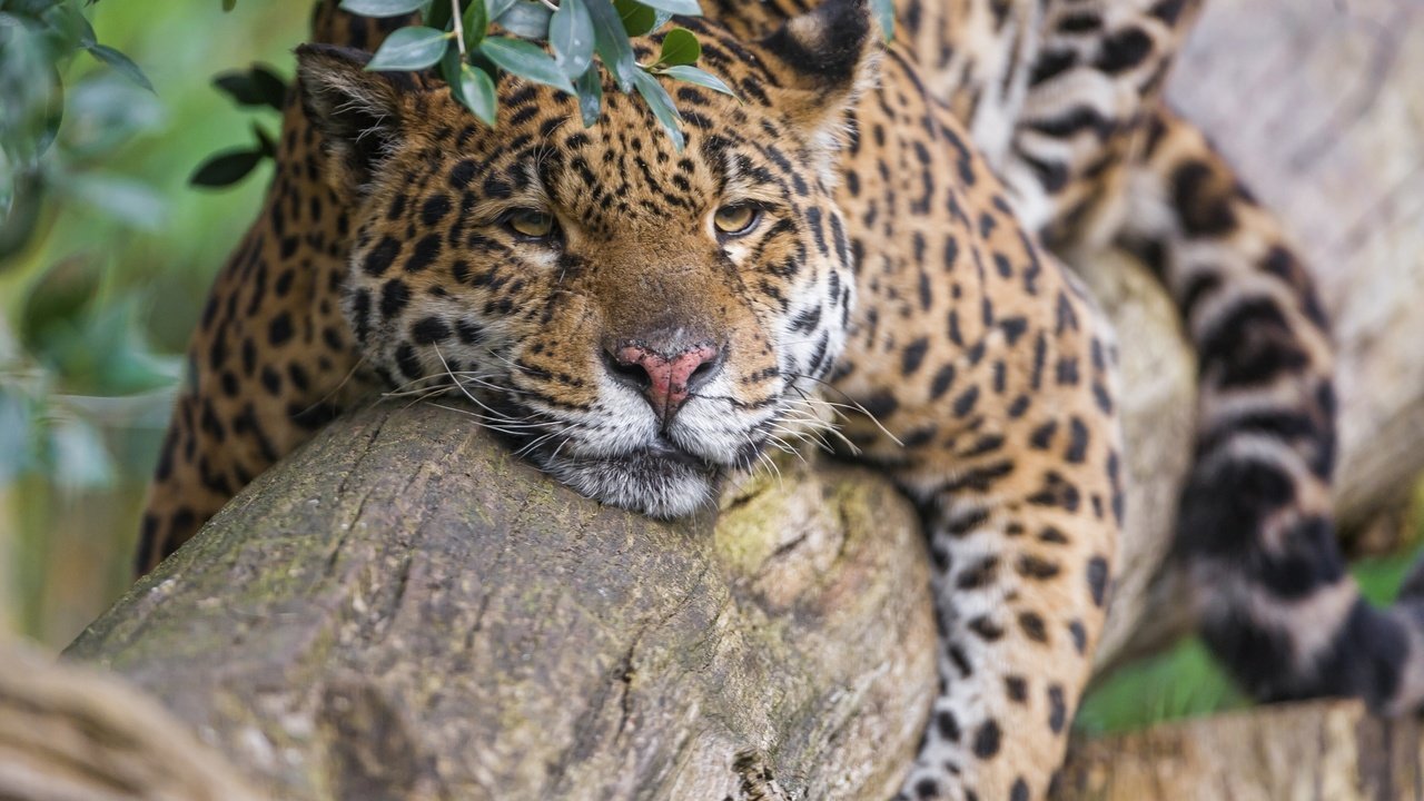 Обои природа, дерево, хищник, ягуар, отдых, nature, tree, predator, jaguar, stay разрешение 2560x1920 Загрузить