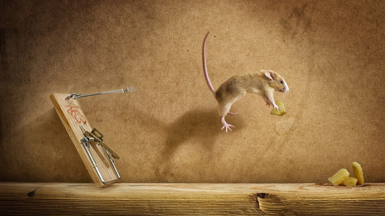 Обои полет, сыр, мышь, мышеловка, flight, cheese, mouse, mousetrap разрешение 1920x1080 Загрузить