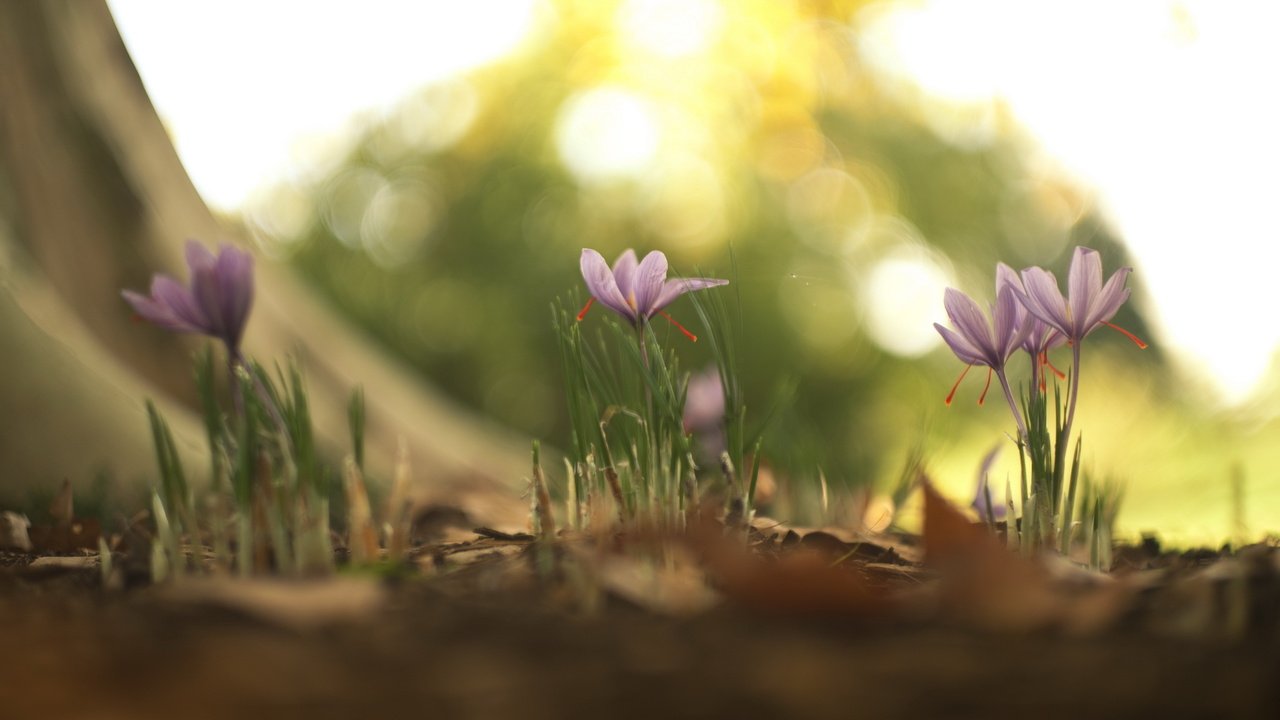 Обои цветы, природа, весна, flowers, nature, spring разрешение 2560x1600 Загрузить