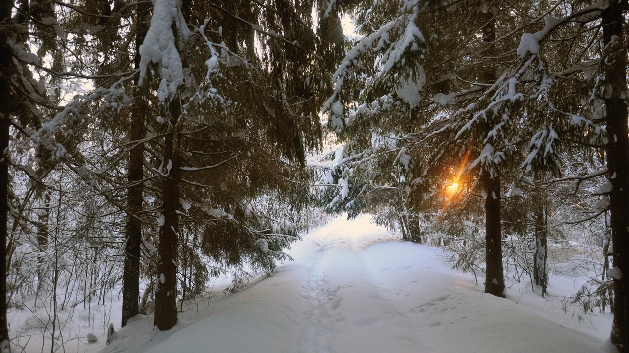 Обои дорога, деревья, снег, зима, пейзаж, road, trees, snow, winter, landscape разрешение 2875x1910 Загрузить
