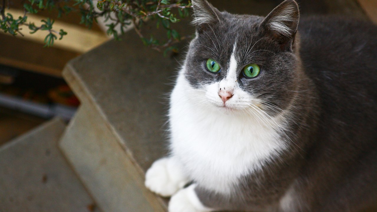 Обои кот, кошка, взгляд, зеленоглазый, cat, look, green-eyed разрешение 2048x1365 Загрузить