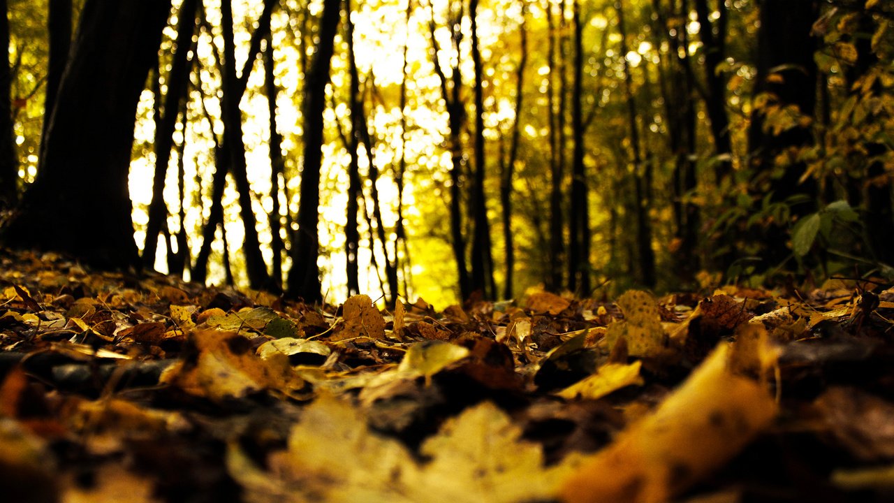 Обои деревья, лес, листья, осень, trees, forest, leaves, autumn разрешение 2000x1333 Загрузить