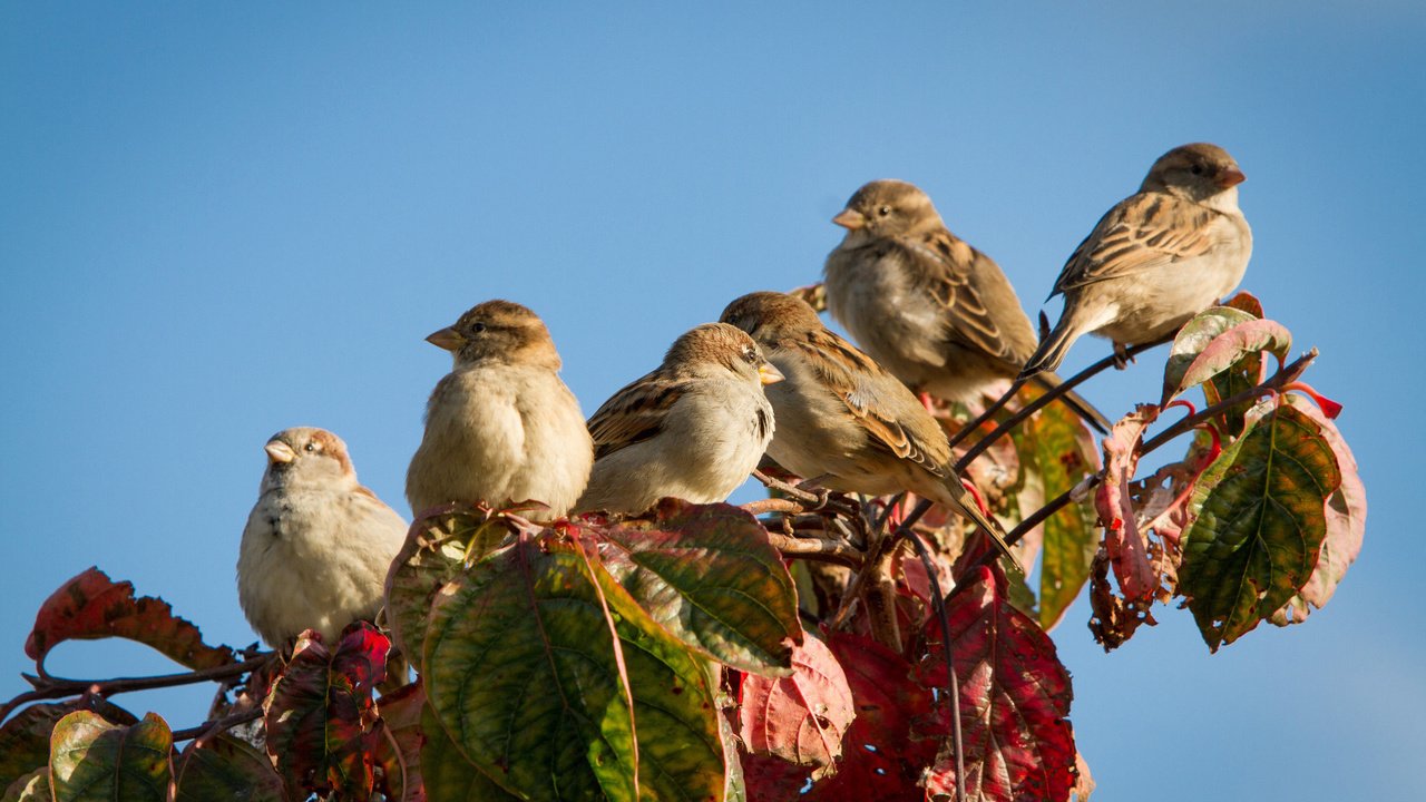 Обои небо, ветка, листья, осень, птицы, воробьи, the sky, branch, leaves, autumn, birds, sparrows разрешение 2048x1365 Загрузить