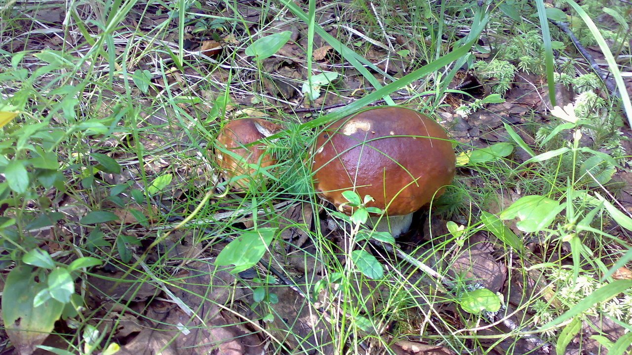 Обои трава, природа, лес, грибы, grass, nature, forest, mushrooms разрешение 1920x1200 Загрузить