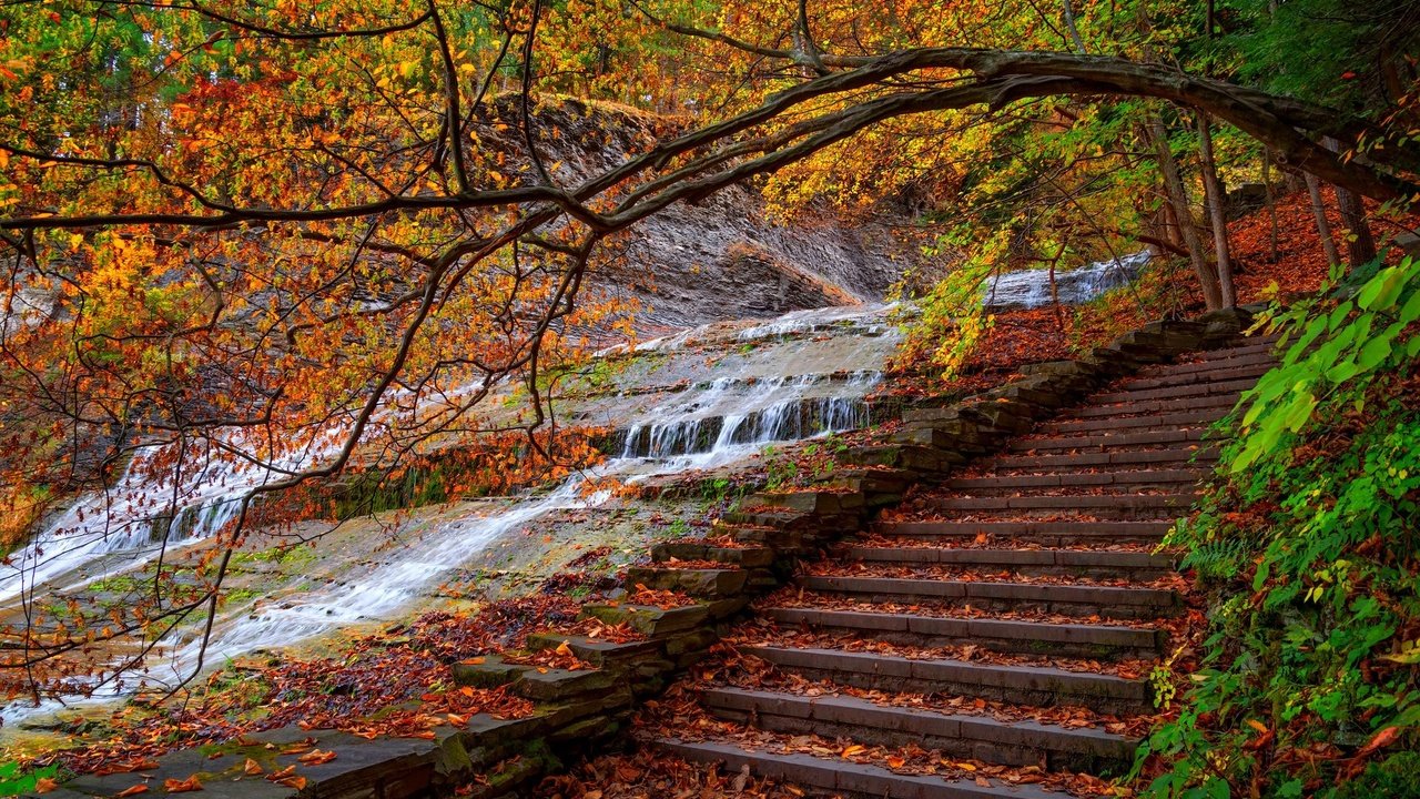 Обои деревья, вода, лестница, ступеньки, парк, листва, осень, поток, trees, water, ladder, steps, park, foliage, autumn, stream разрешение 2048x1367 Загрузить