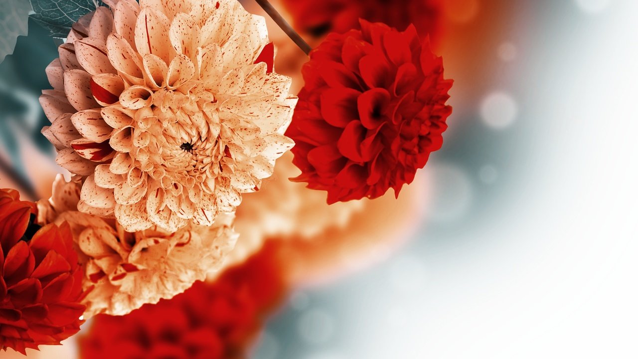 Обои цветы, фон, георгины, flowers, background, dahlias разрешение 4500x2835 Загрузить