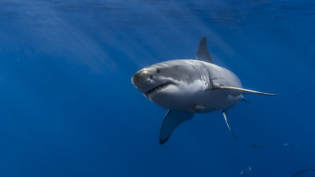 Обои море, акула, подводный мир, белая акула, sea, shark, underwater world, white shark разрешение 2048x1365 Загрузить