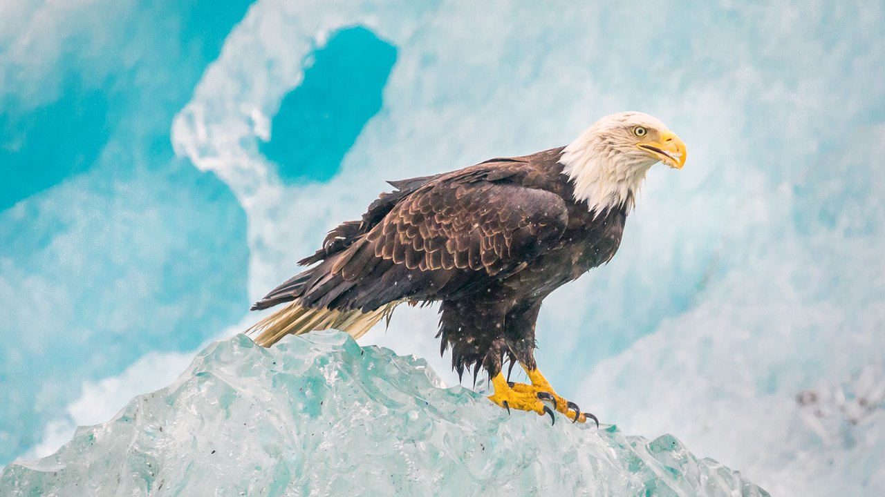 Обои лёд, орел, птица, белоголовый орлан, ice, eagle, bird, bald eagle разрешение 4096x2160 Загрузить