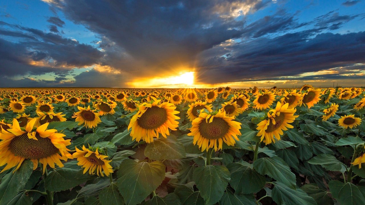 Обои небо, природа, закат, тучи, подсолнухи, the sky, nature, sunset, clouds, sunflowers разрешение 2048x1366 Загрузить