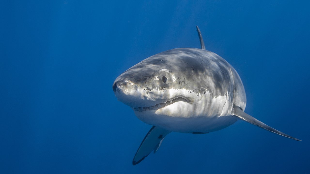 Обои море, акула, подводный мир, sea, shark, underwater world разрешение 2048x1365 Загрузить