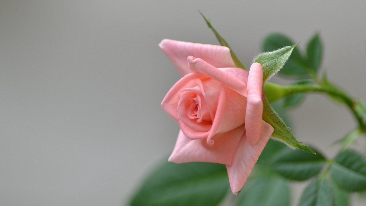 Обои листья, цветок, роза, лепестки, бутон, розовая, leaves, flower, rose, petals, bud, pink разрешение 1920x1280 Загрузить