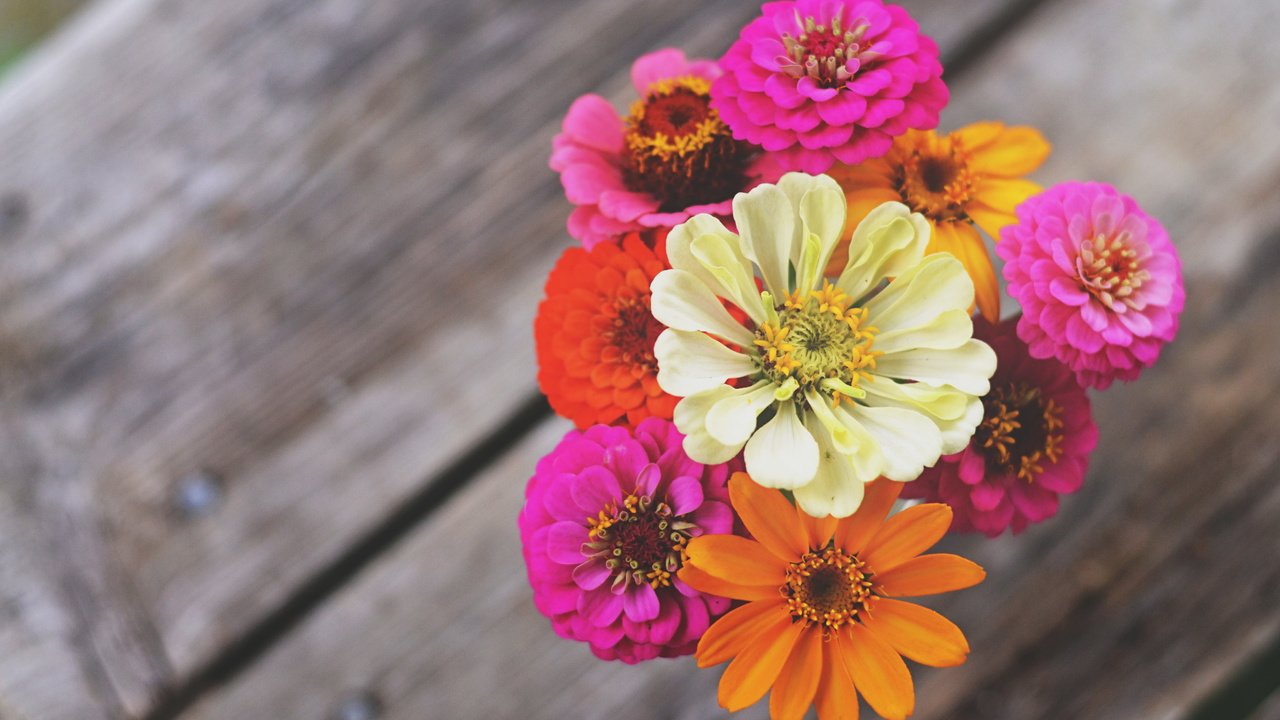 Обои цветы, макро, лепестки, букет, циния, цинии, flowers, macro, petals, bouquet, tsiniya, zinnia разрешение 4928x3264 Загрузить