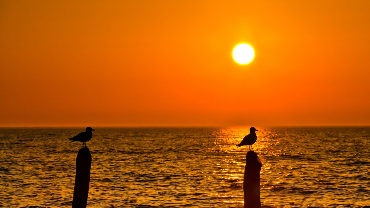 Обои закат, пейзаж, море, птицы, чайки, sunset, landscape, sea, birds, seagulls разрешение 2048x1357 Загрузить