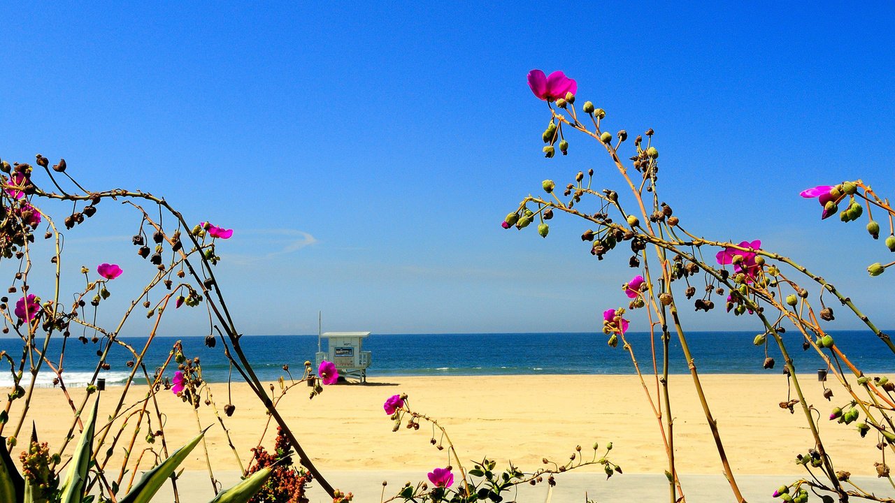 Обои небо, цветы, море, песок, пляж, the sky, flowers, sea, sand, beach разрешение 2048x1365 Загрузить