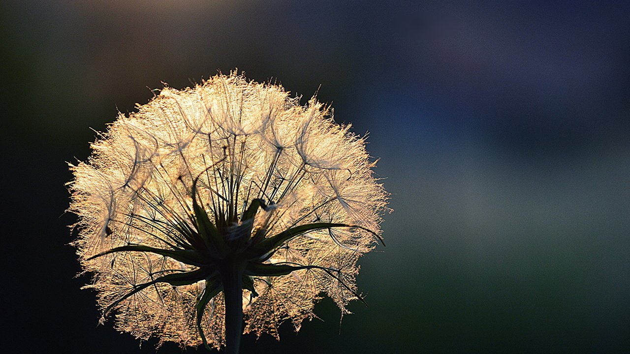 Обои свет, цветок, роса, капли, одуванчик, light, flower, rosa, drops, dandelion разрешение 3000x2000 Загрузить