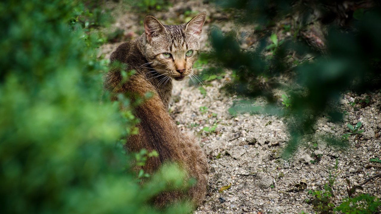 Обои кот, кошка, взгляд, cat, look разрешение 2048x1356 Загрузить