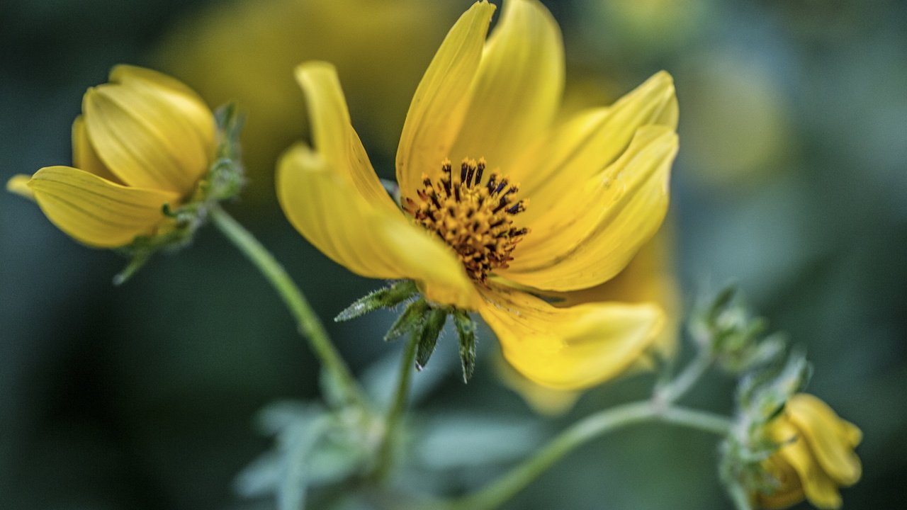 Обои цветы, фон, лепестки, стебель, желтые, космея, flowers, background, petals, stem, yellow, kosmeya разрешение 3000x2000 Загрузить