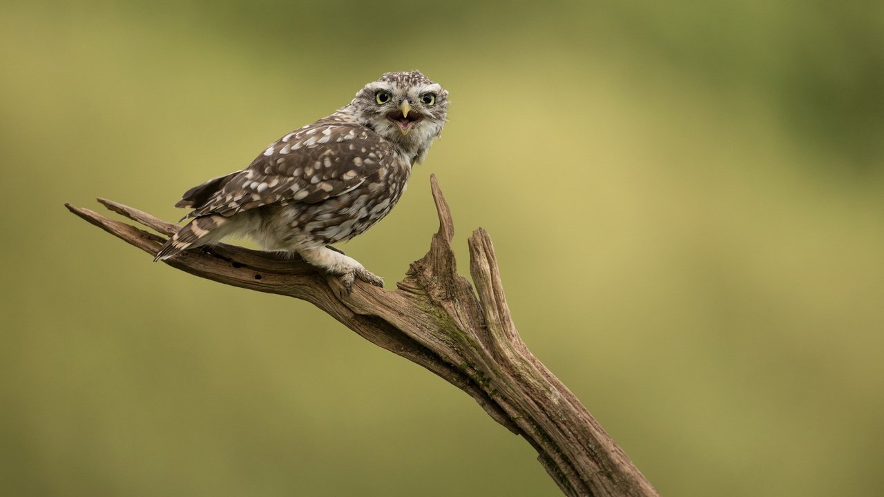 Обои сова, природа, птица, сыч, домовой сыч, owl, nature, bird, little owl разрешение 2047x1236 Загрузить