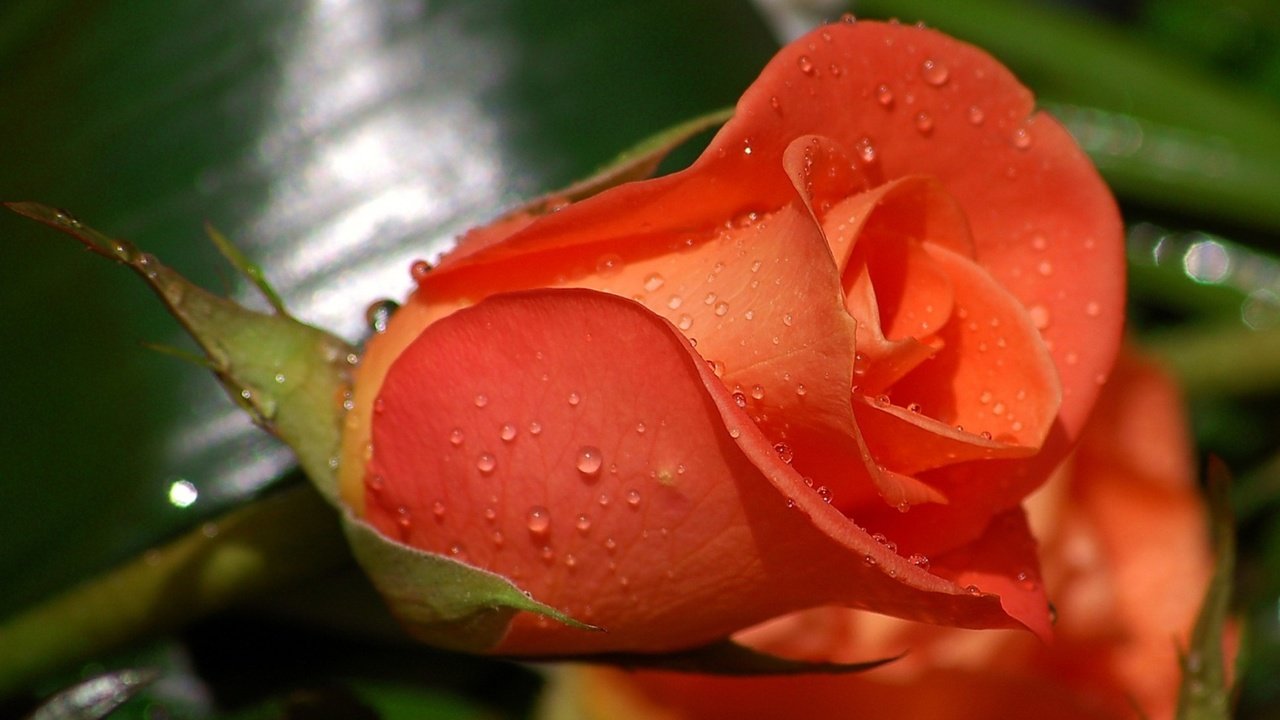 Обои цветы, роса, капли, роза, бутон, алый, flowers, rosa, drops, rose, bud, al разрешение 1932x1304 Загрузить