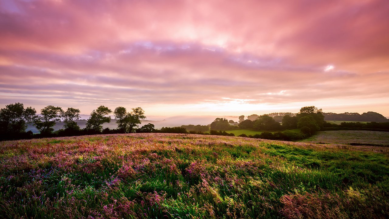 Обои цветы, пейзаж, поле, луг, англия, flowers, landscape, field, meadow, england разрешение 1920x1200 Загрузить